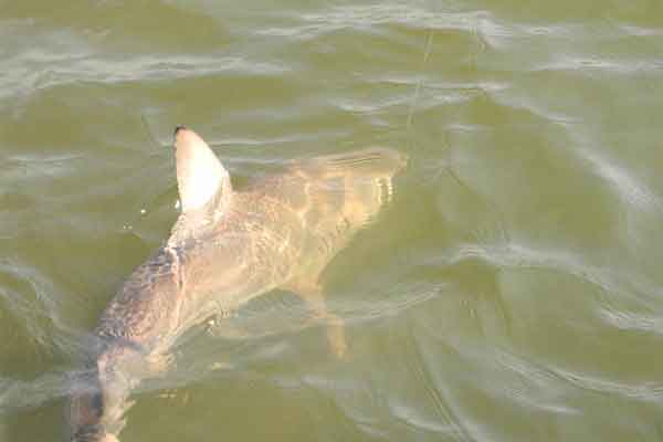 Shark Fishing Charters around St. Simons Island Georgia