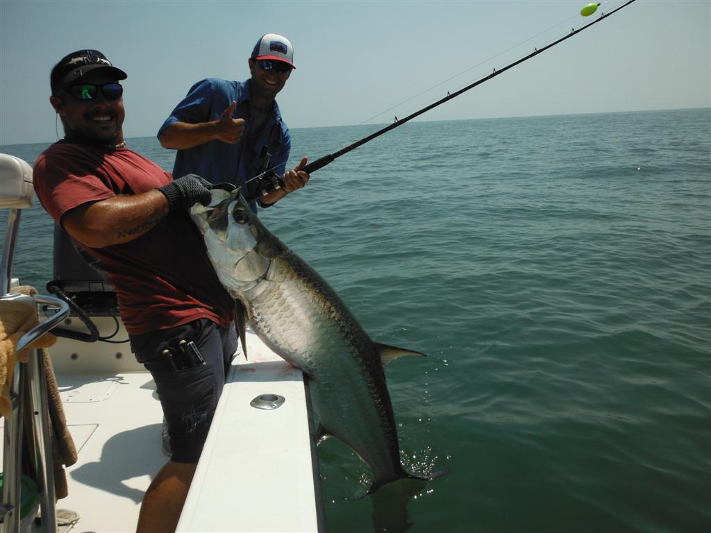 Tarpon being landed at the boat