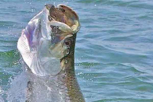 St. Simons Island Fishing Charters for Tarpon