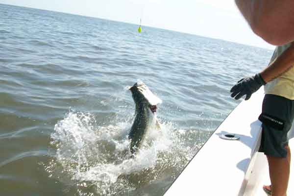 Jekyll Island Tarpon Fishing Charters