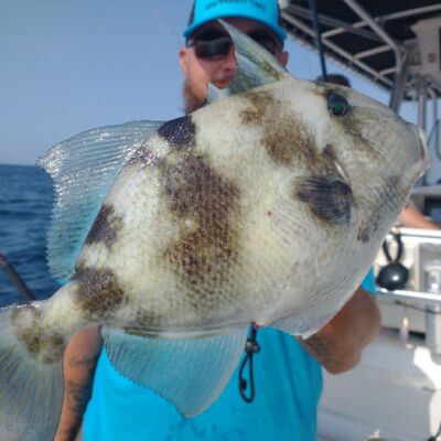 trigger fish offshore reef fishing
