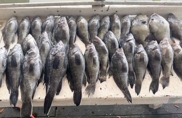 Black Seabass Bottom fish for Black Seabass